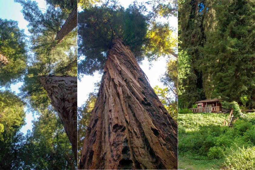 Some of the largest trees in Henry Cowell Redwoods State Park, left and center, may be 1,500 years old. Redwoods also tower above Fern River Resort, right.
