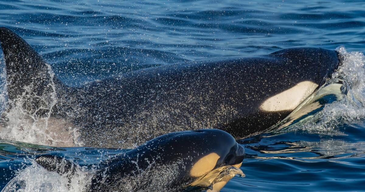 Katil balina, buzağıya avlanmayı öğretmek için deniz aslanını 20 feet yükseklikte avlıyor