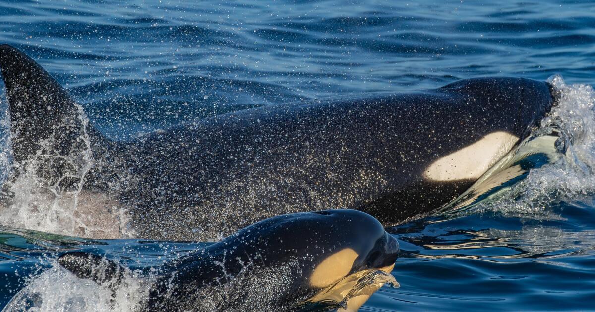 Killer whale punts a sea lion 20 feet in the air to show calf how it's done