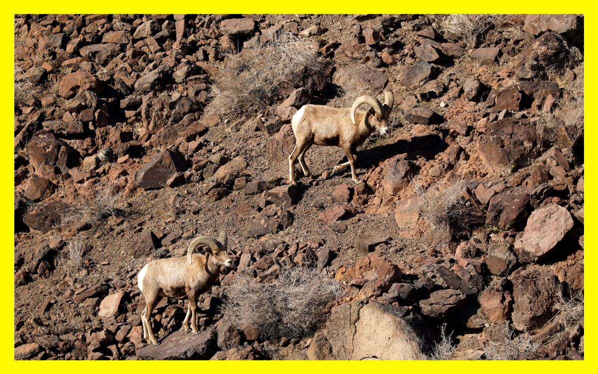 Big-horned sheep graze in arid land