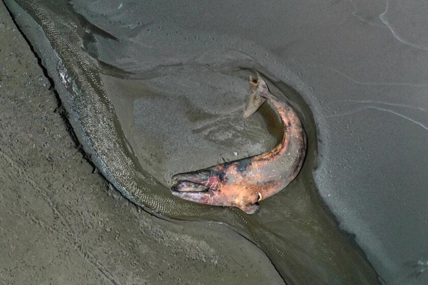 DEL NORTE COUNTY, CALIFORNIA-April 14, 2020: A dead gray whale washed ashore in Del Norte County, in Northern California in October 2020. Since January 1, 2019, elevated gray whale strandings have occurred along the west coast of North America from Mexico through Alaska. This event has been declared an Unusual Mortality Event (UME). (Carolyn Cole/Los Angeles Times)