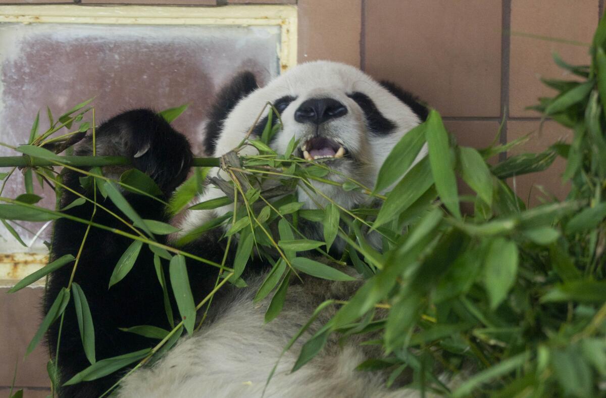 FILE - Giant panda Shuan Shuan eats bamboo in her inclosure at the Chapultepec Zoo in Mexico City, Thursday, July 5, 2012. Mexico City's Environment Department said Wednesday, July 6, 2022, that Shuan Shuan died at the Chapultepec Zoo. The department did not list a cause of death. (AP Photo/Eduardo Verdugo, File)