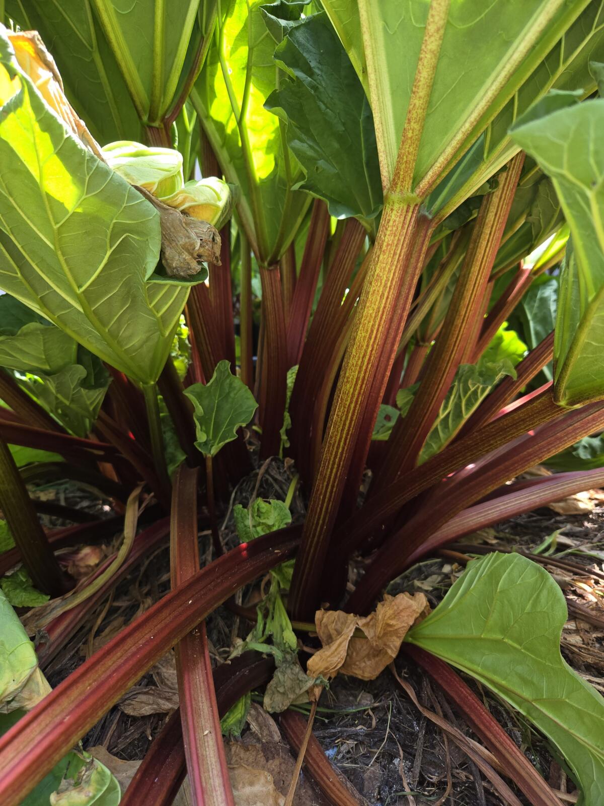 The red stalks of Tina's Noble rhubarb have streaks gold, topped by broad, bright green leaves.