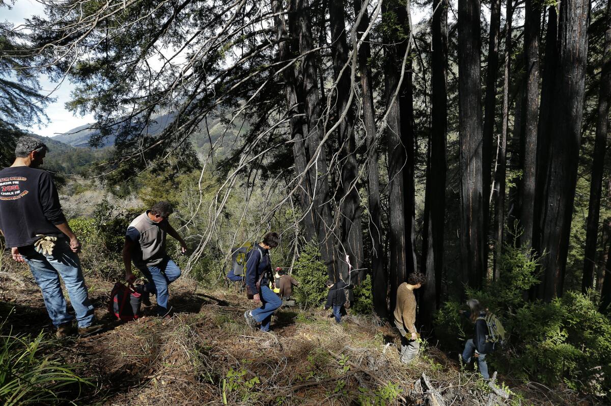 Residents on the south side of Pfeiffer Canyon Bridge bushwhack their way into Pfieffer Big Sur State Park to move their cars to make room for the construction crane that would demolish the condemned span. (Mel Melcon / Los Angeles Times) More photos