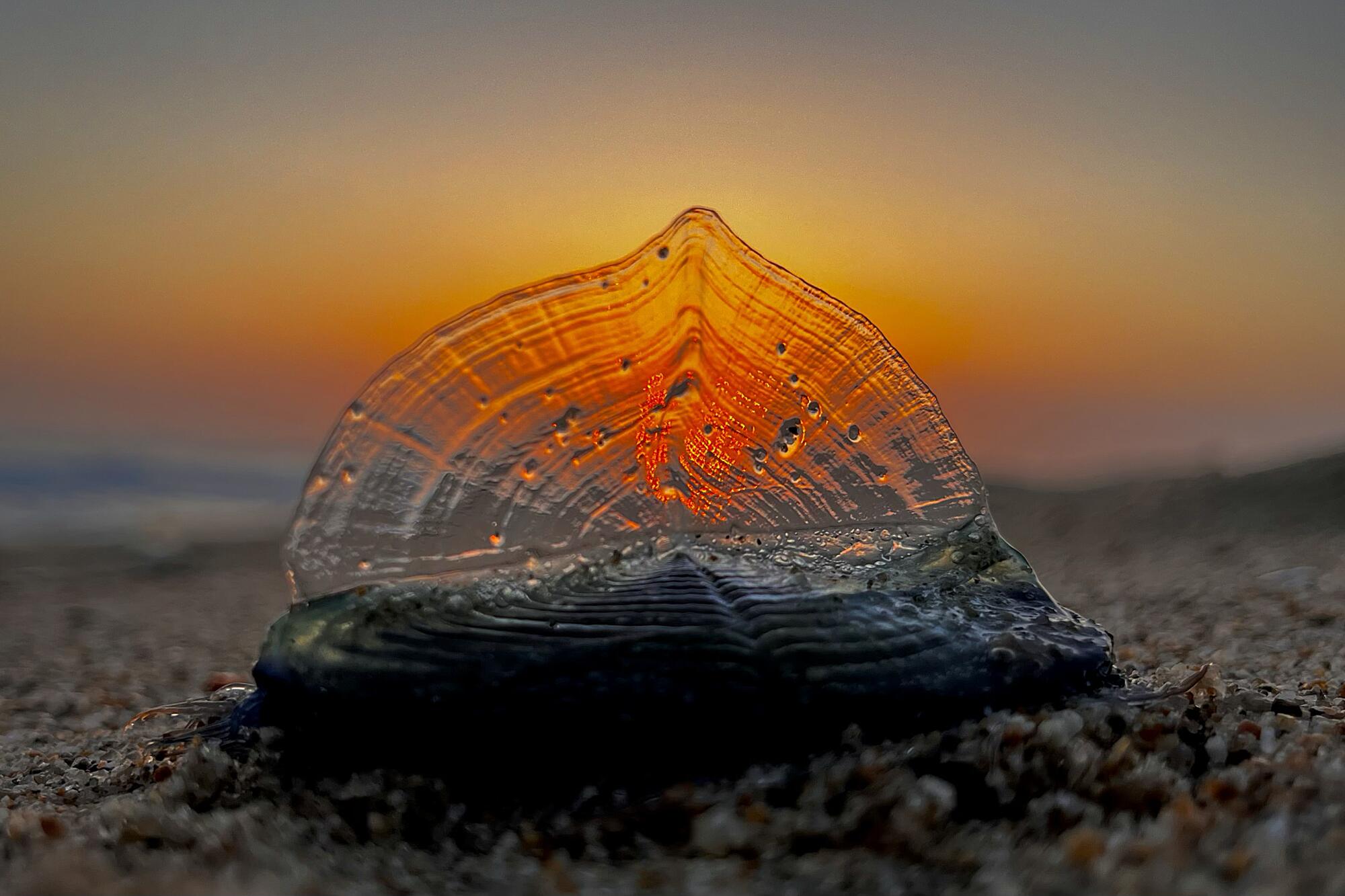 Velella velella on the shore at sunset