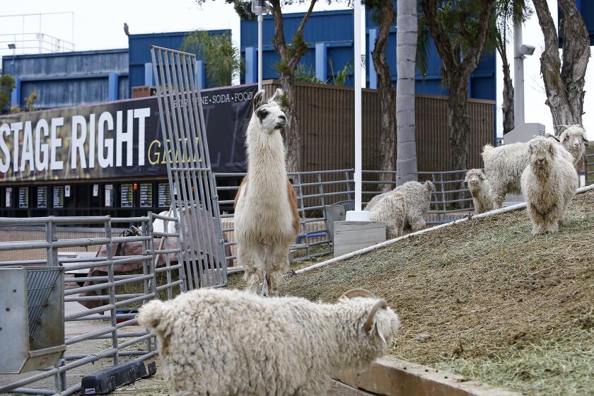 Knitty, a 13-year-old llama, stands guard along the east sound berm to the Pacific Amphitheatre, near Heroes Hall in Costa Mea on Thursday. The OC Fairgrounds is piloting an animal landscape program using 18 rented angora goats to keep the steep incline manicured and mini guard donkeys to keep the goats moving.