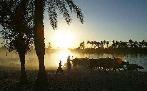 Iraqi farmers