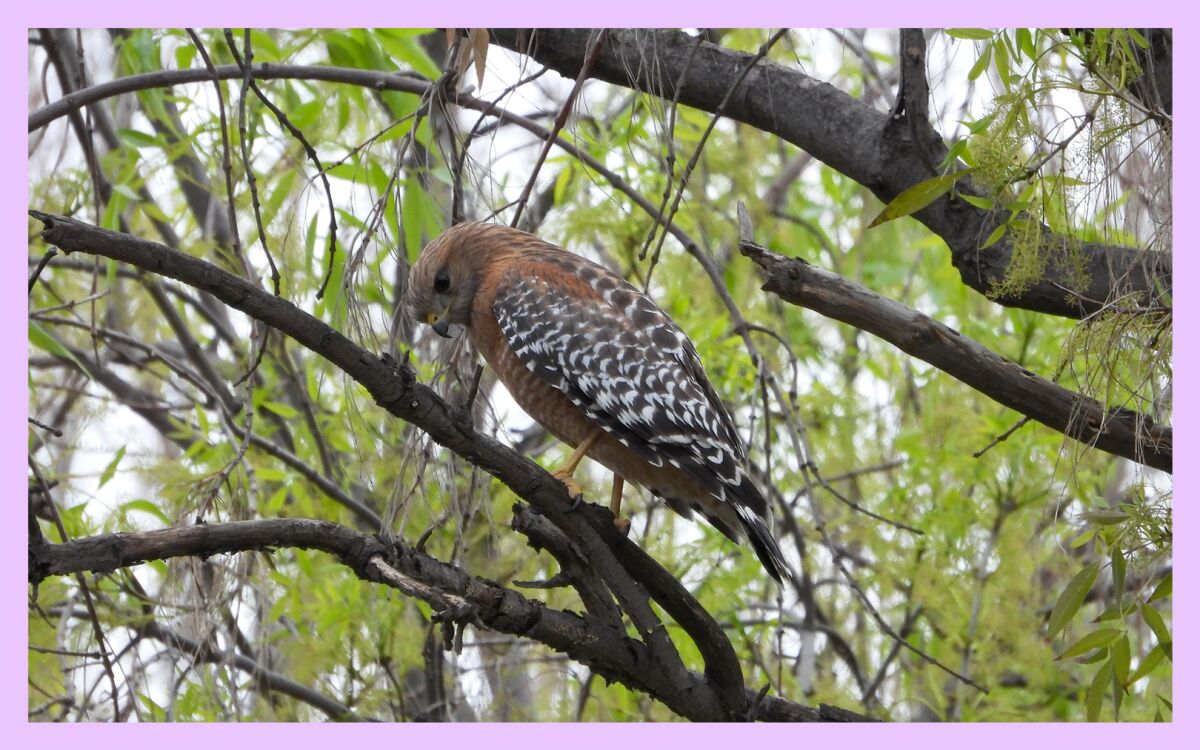 a bird perches on a branch