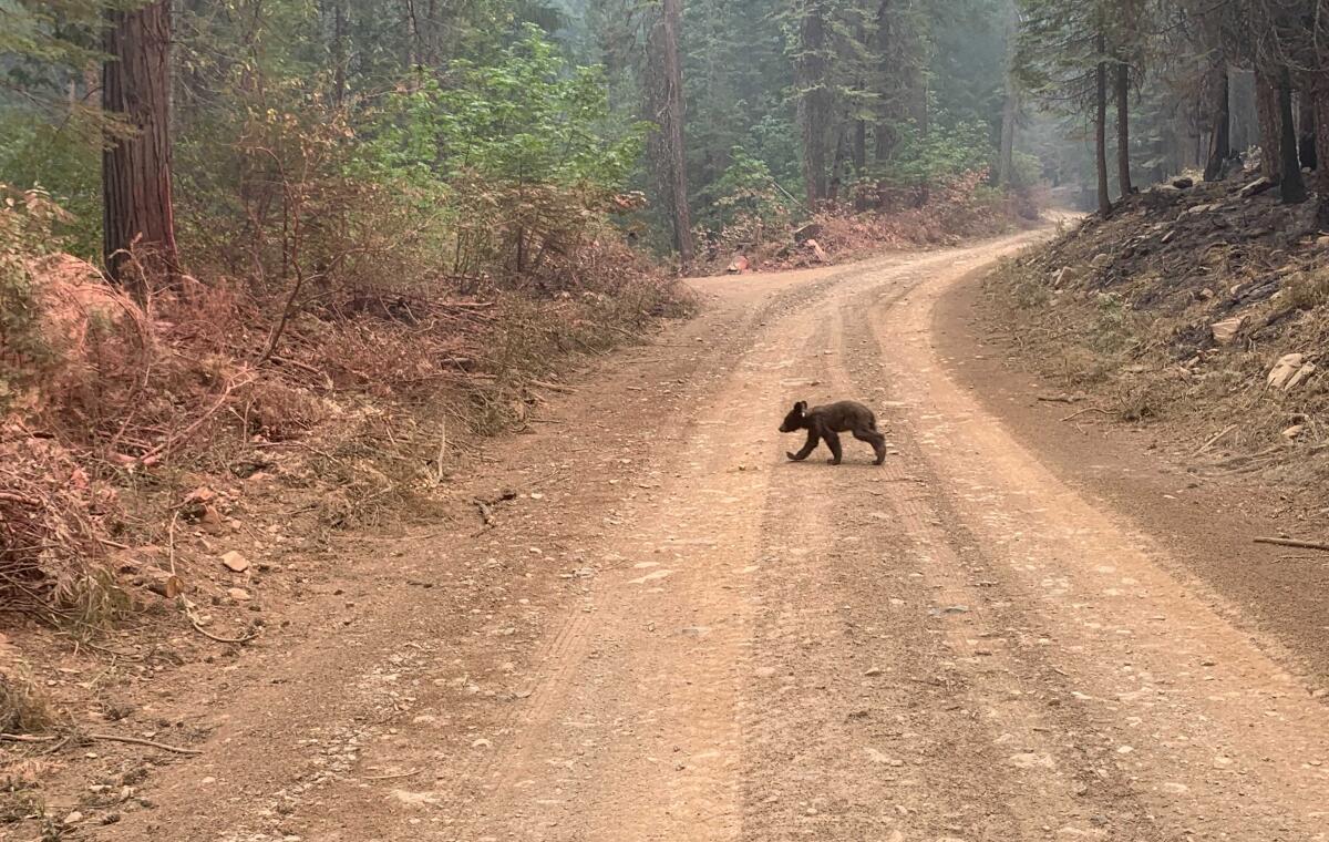 An orphaned bear cub walks alone along a mountain road impacted by the Dixie Fire in Plumas County in August 2021.