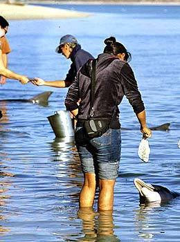 Hand-feeding dolphins is a popular activity on the beach at Monkey Mia. Nine dolphins come by daily for the fish.