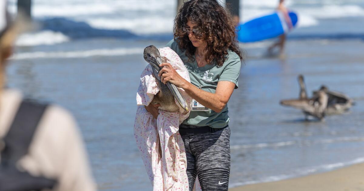 Who should foot the bill for wildlife rescues? OC Animal Care says not the county