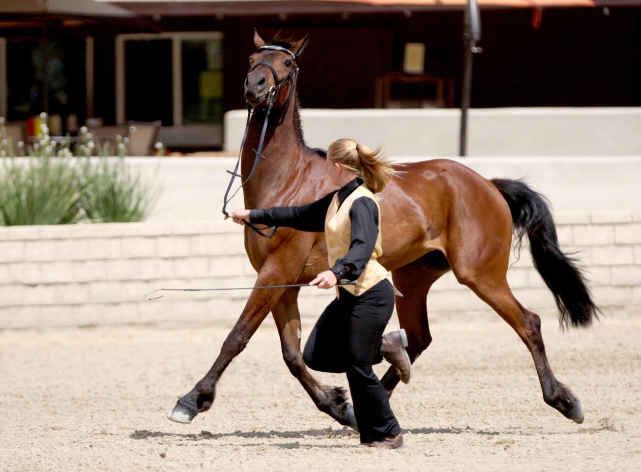 Photo Gallery: The annual Fiesta Charity Horse Show