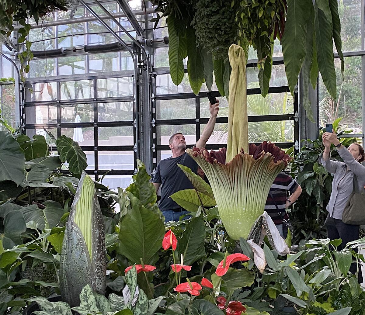 The two corpse flowers: The small one will look like the bloomer in three or four weeks.