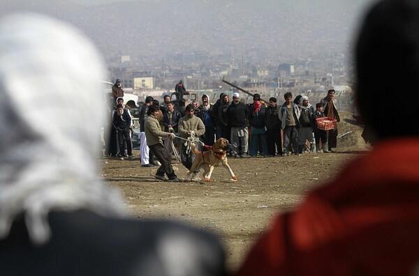 Dogfighting in Kabul, Afghanistan