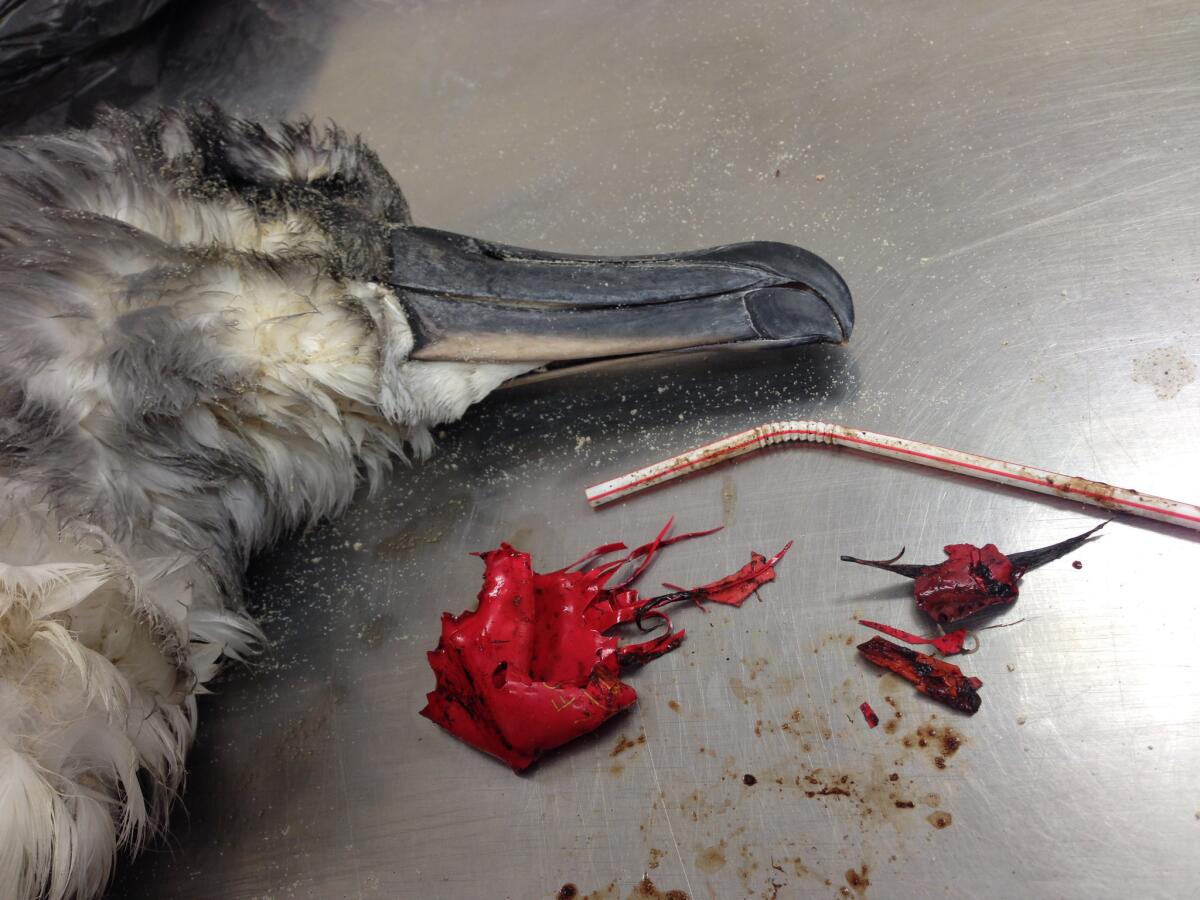 A plastic straw and pieces of a red balloon were found inside this dead shearwater bird.