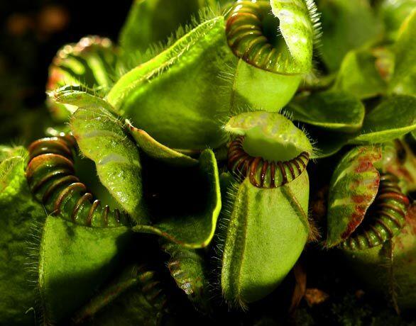 Carnivorous plants