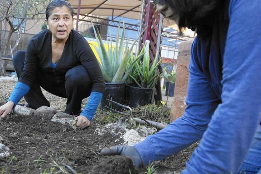 Irene Peña, directora ejecutiva de Proyecto Jardín, y Monica Okita, del sur de Pasadena, retiran la maleza alrededor de un árbol frutal en el jardín comunitario de Boyle Heights.