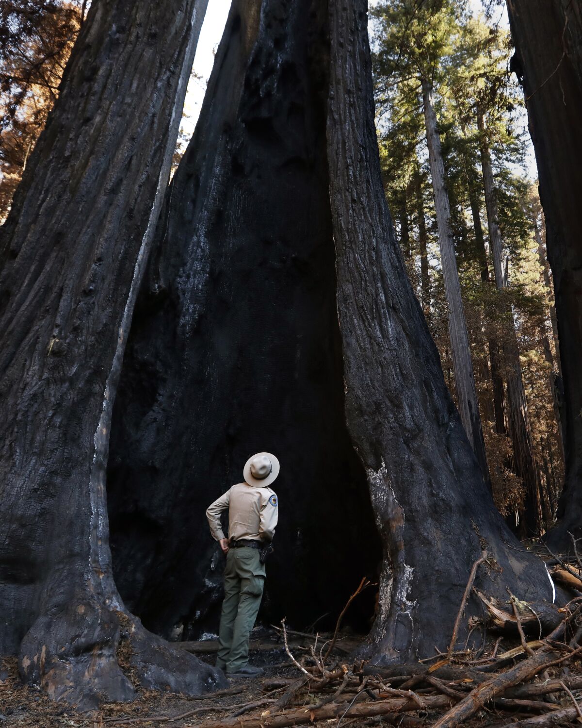 Ranger Gabe McKenna looks at a redwood tree hit by a wildfire in Big Basin Redwoods State Park.