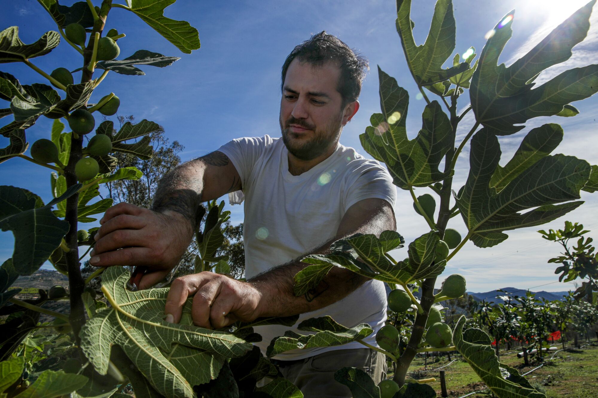 Balo Orozco, fondateur de Sunset Cultures, parmi les feuilles de figuier.