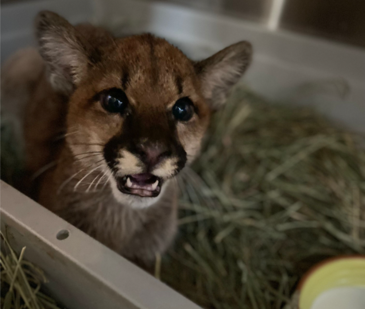 Mountain lion cubs become friends, pull in fans in Oakland - Los Angeles Times