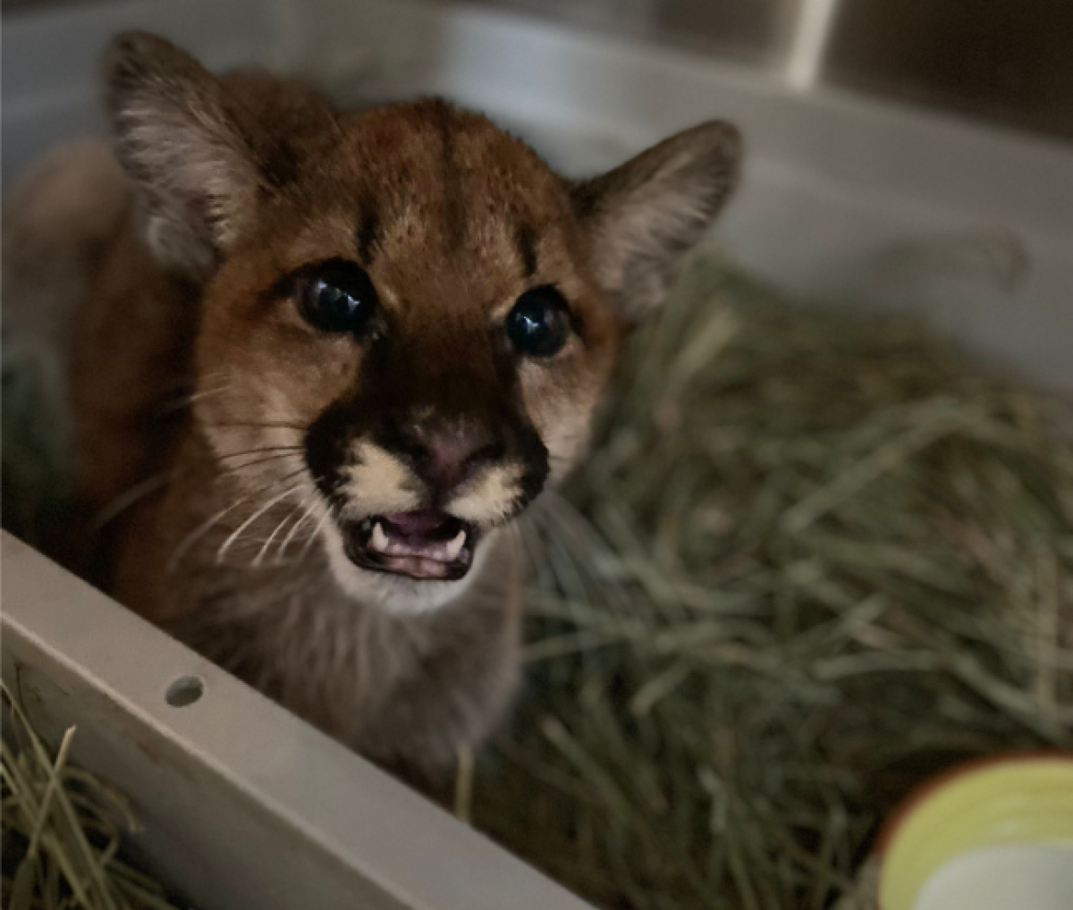 A close-up photo of a mountain lion cub in an enclosure.