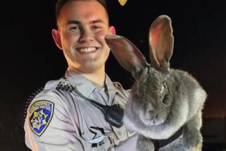 A Flemish giant rabbit was discovered by a construction crew at a site near Highway 17 in the mountains above Santa Cruz earlier this week.