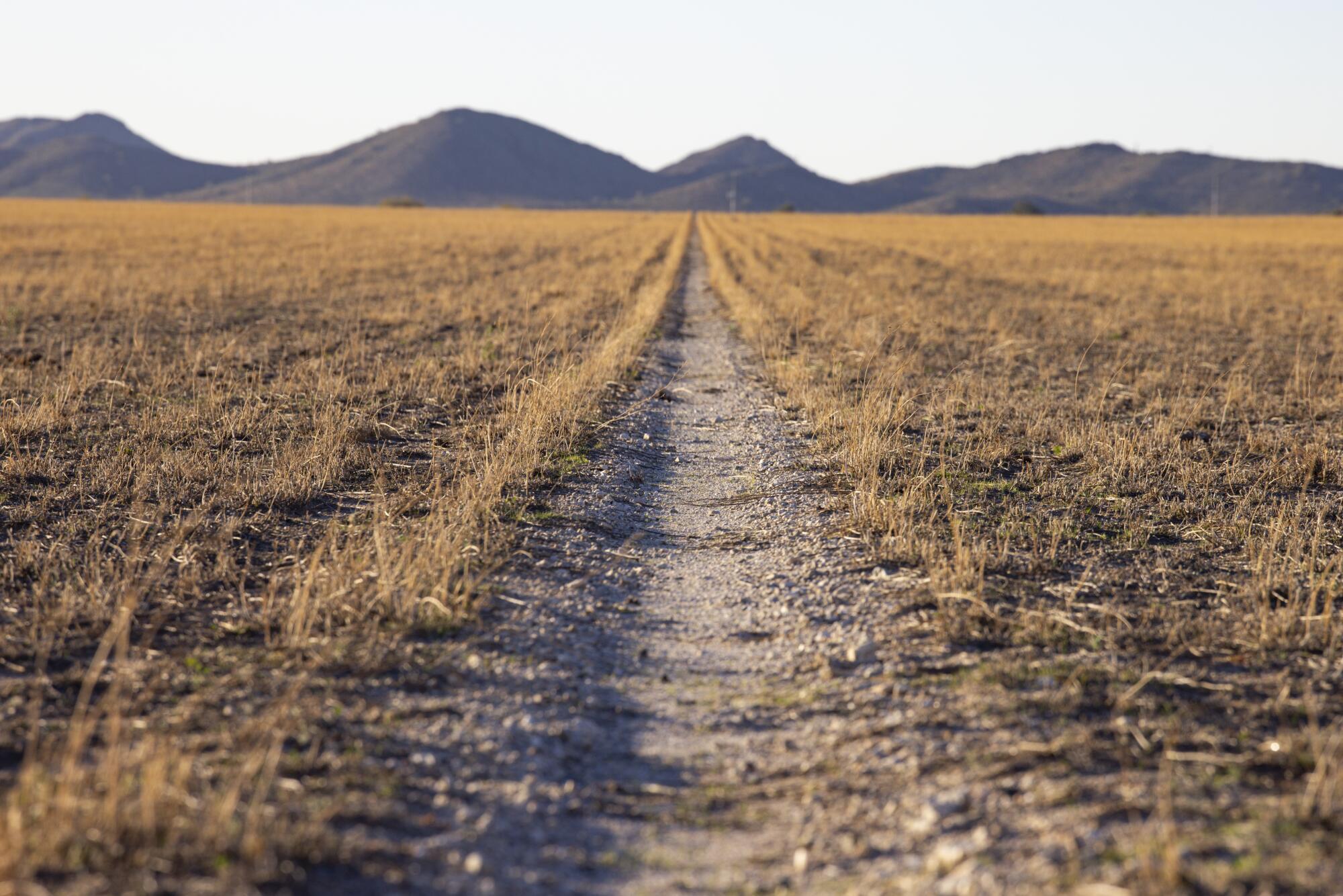 Dried remnants of hay spread across the Butler Valley alfalfa farm, where the company Fondomonte previously leased land.