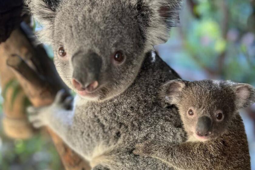 A horizontal frame of momma koala with her baby on her back.