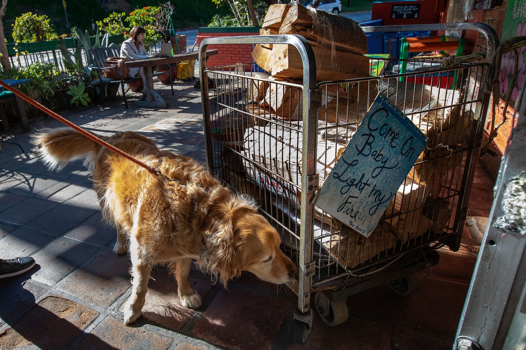 A dog on a leash sniffs at a rack of firewood for sale outside.