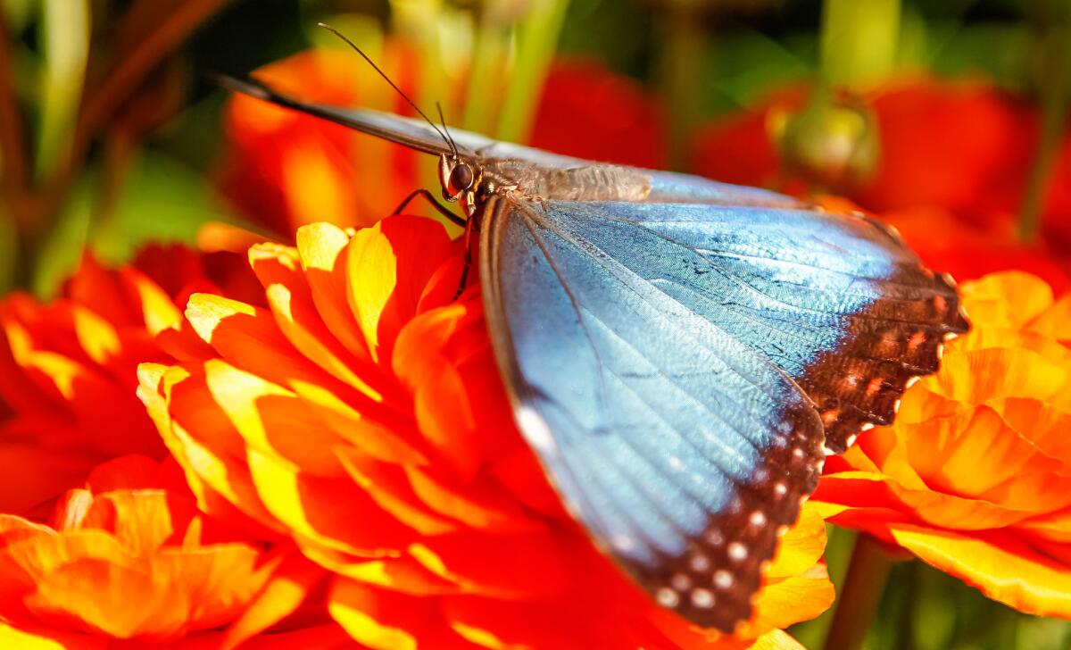 A Blue Morpho butterfly.