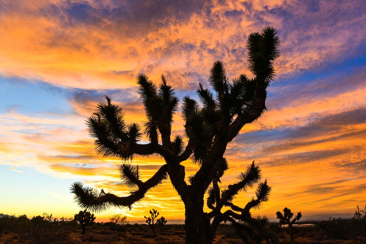Joshua trees against a desert sunset.