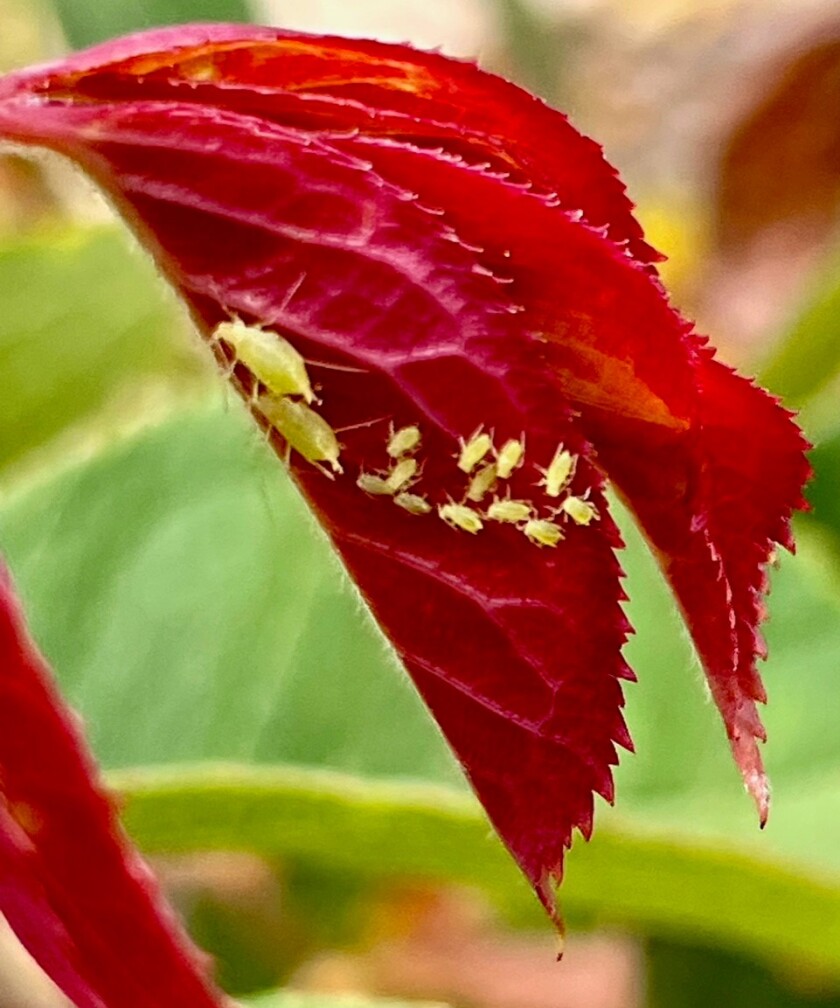 Green aphids on the plant.