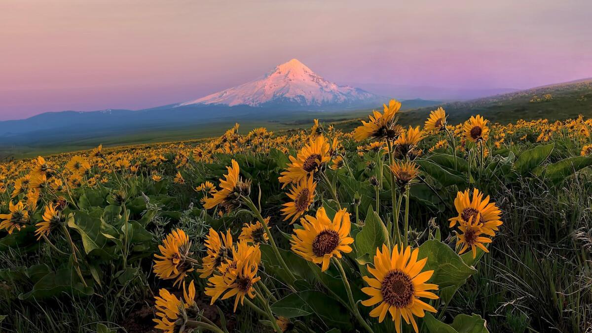 Mt. Hood and Balsam Root wildflowers blooming in spring at the Columbia River Gorge in Oregon.