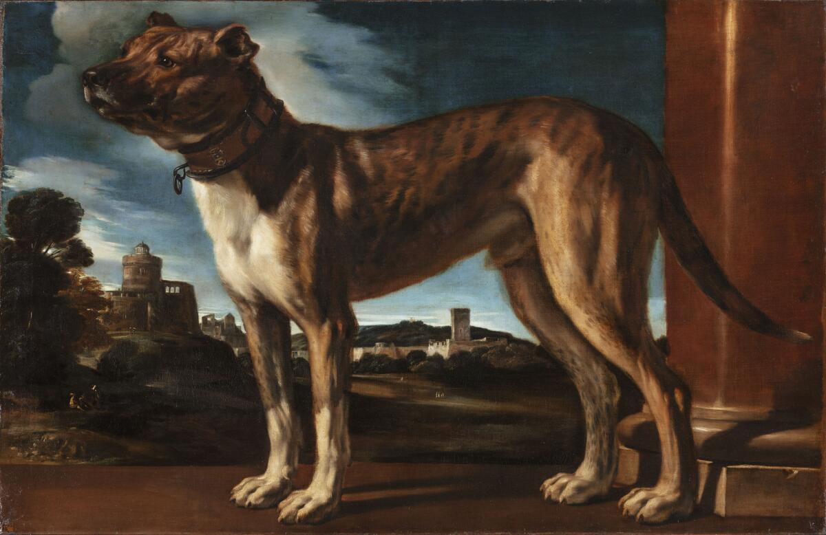 Guercino, "The Aldrovandi Dog," circa 1625; oil on canvas