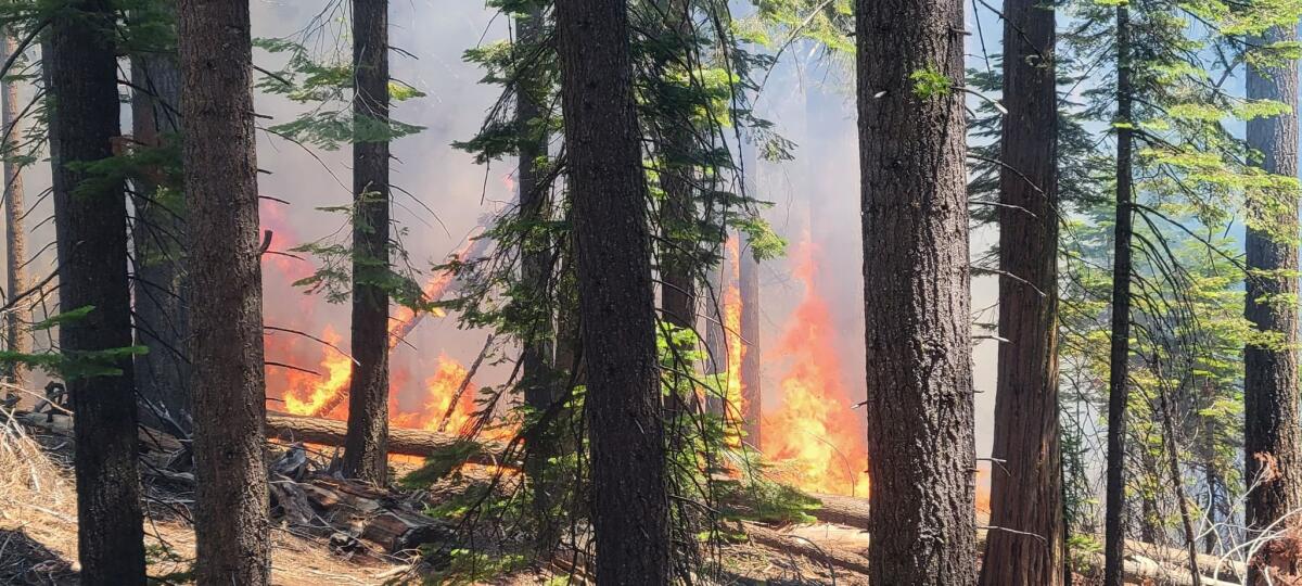 A forest fire burns trees in Yosemite