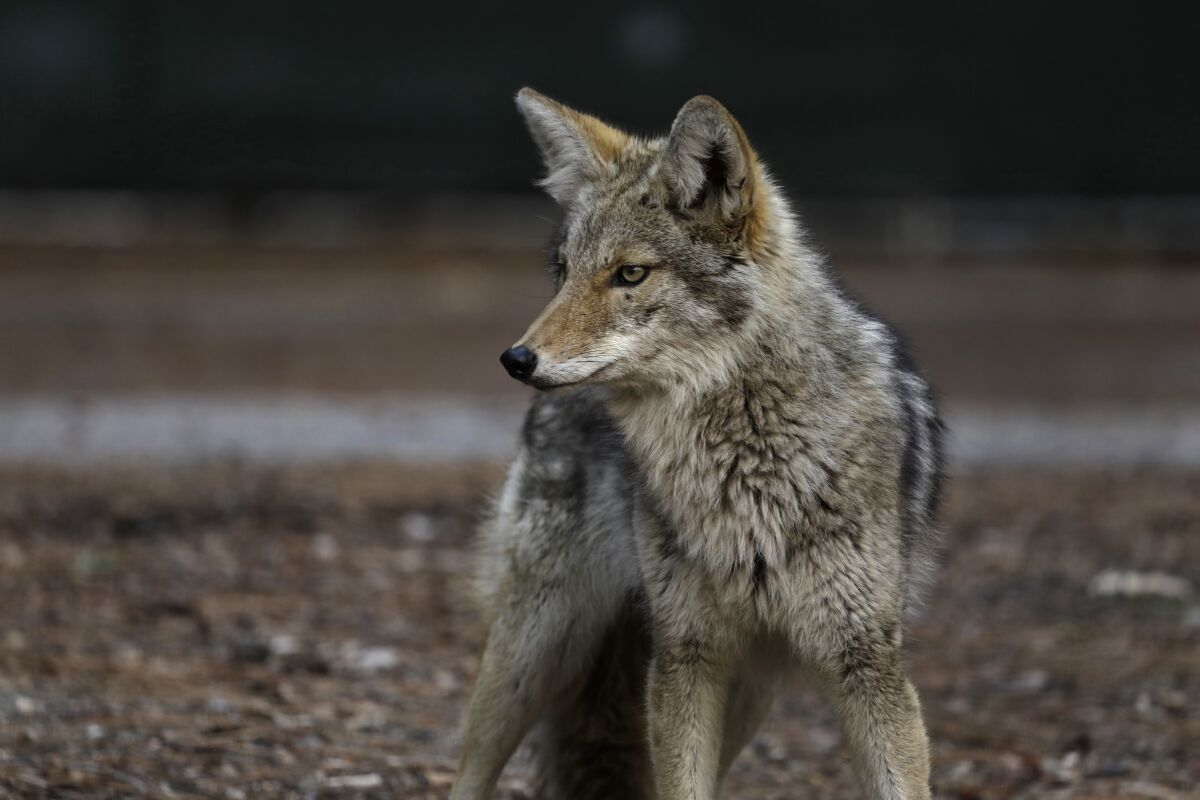 A coyote stands and looks alert.
