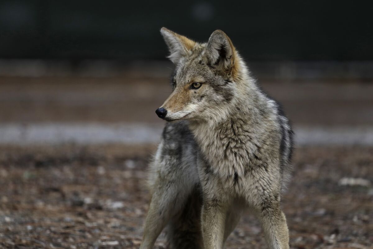 Banks: Coyote mating season means trouble in my neighborhood - Los Angeles Times Banks: Coyote mating season means trouble in my neighborhood - Los Angeles Times