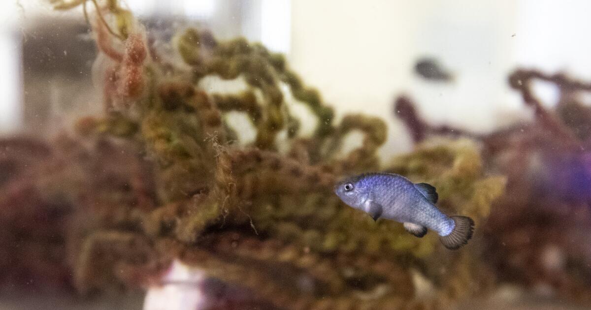 Endangered pupfish delay Colorado River conservation plans