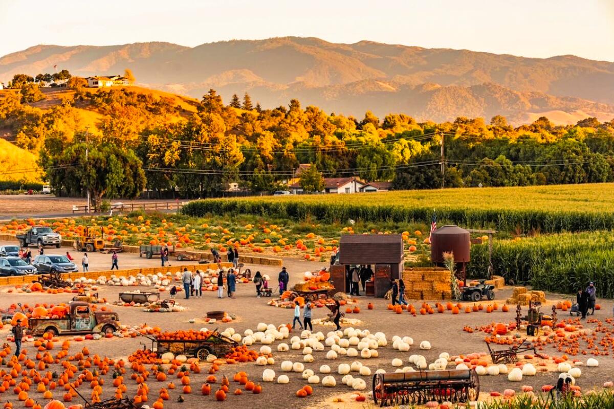 A pumpkin patch with fall foliage and a golden mountain in the background