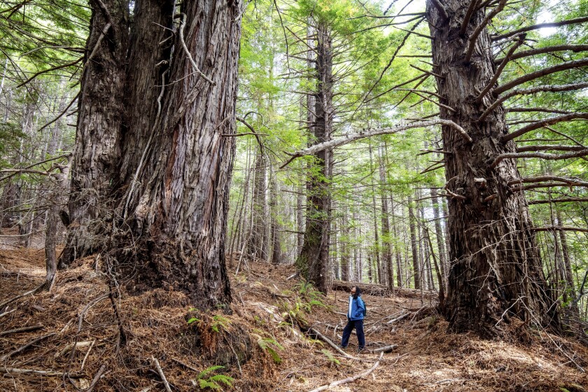 A person stands among the redwoods in a grove. 