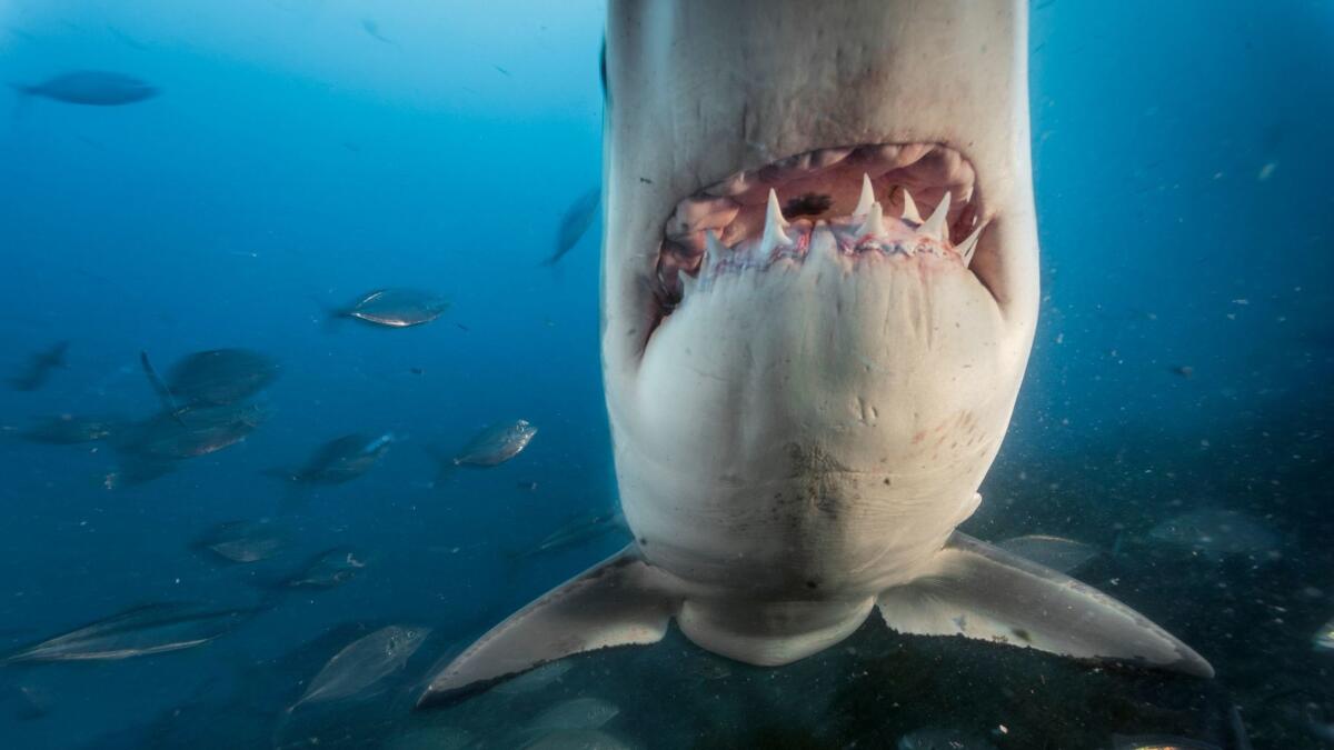 Great white sharks off the South Neptune Islands, Australia. (Brian Skerry)