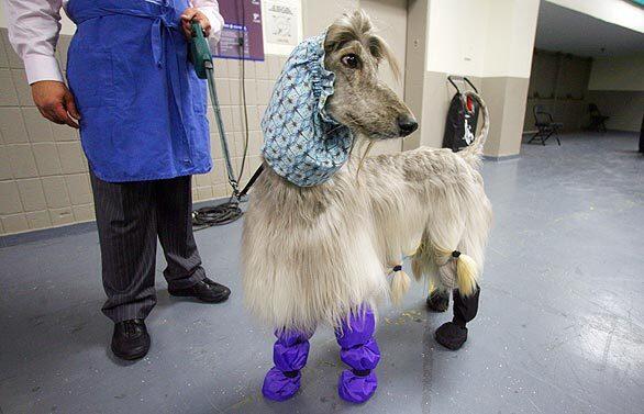 133rd annual Westminster Kennel Club dog show