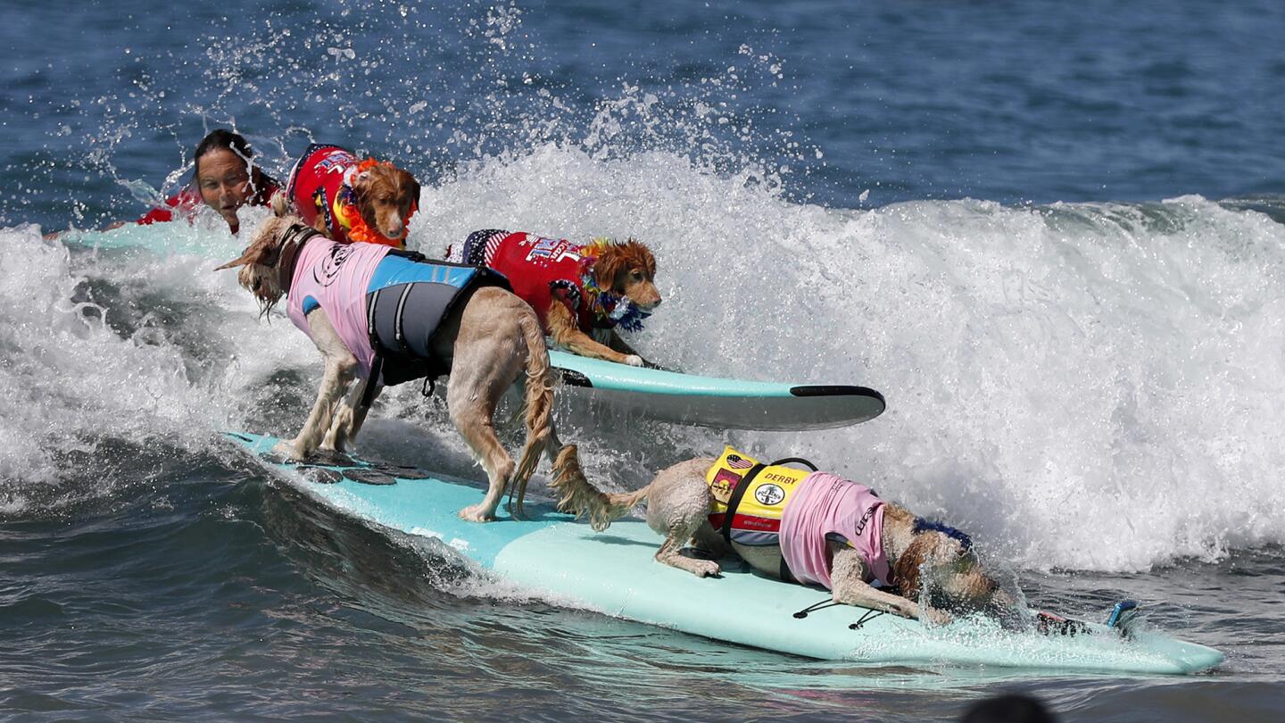 Surf dogs show their stuff