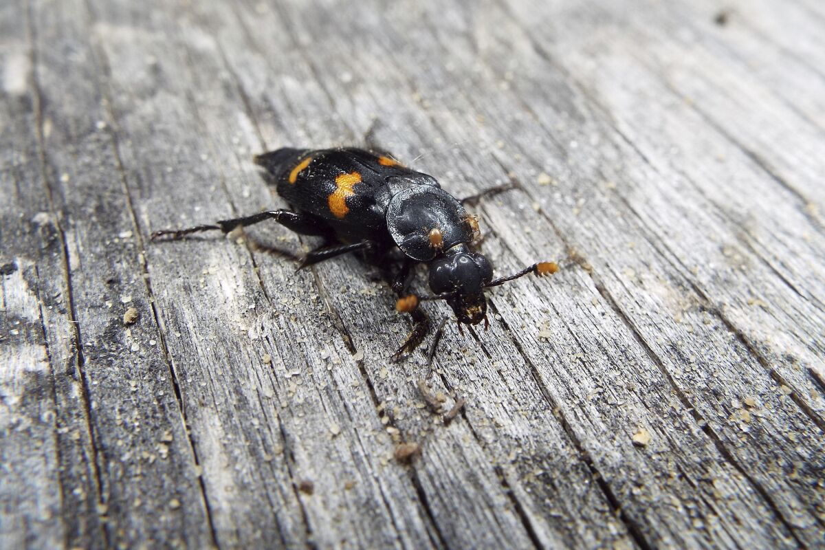 This November 2020 photo provided by Dr. Vanessa R. Lane shows a Nicrophorus orbicollis beetle in Georgia. Burying beetles scout for a dead mouse or bird, dig a hole and bury it, pluck its fur or feathers, roll its flesh into a ball and cover it in goop _ all to feed their future offspring. Now scientists think that goo might do more than just slow down decay. It also appears to hide the scent of the decomposing bounty and boosts another odor that repels competitors. (Vanessa R. Lane via AP)