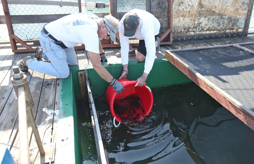 Jim Updike, left, and Mike Berdine release a bucket of recently hatched white sea bass into a grow-out pen on a floating barge in Newport Harbor on Wednesday as part of a research and population enhancement project in partnership with the Hubbs-SeaWorld Research Institute.