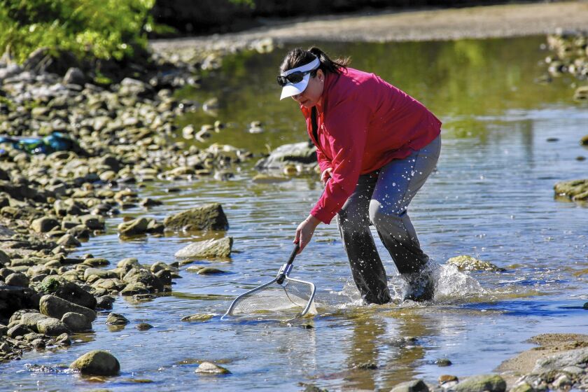 Heather Dyer, a biologist with the San Bernardino Valley Municipal Water District, looks for threatened sucker fish in the receding waters of the Santa Ana River.