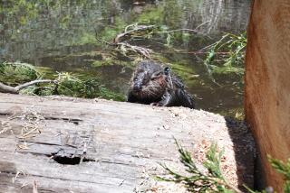 A beaver is seen behind a log.