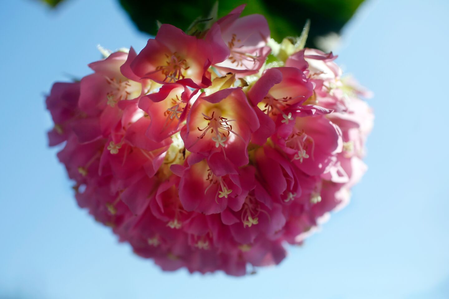 A flower from a Dombeya wallichii, also known as a Pink Ball Tree, which smells like cake batter.