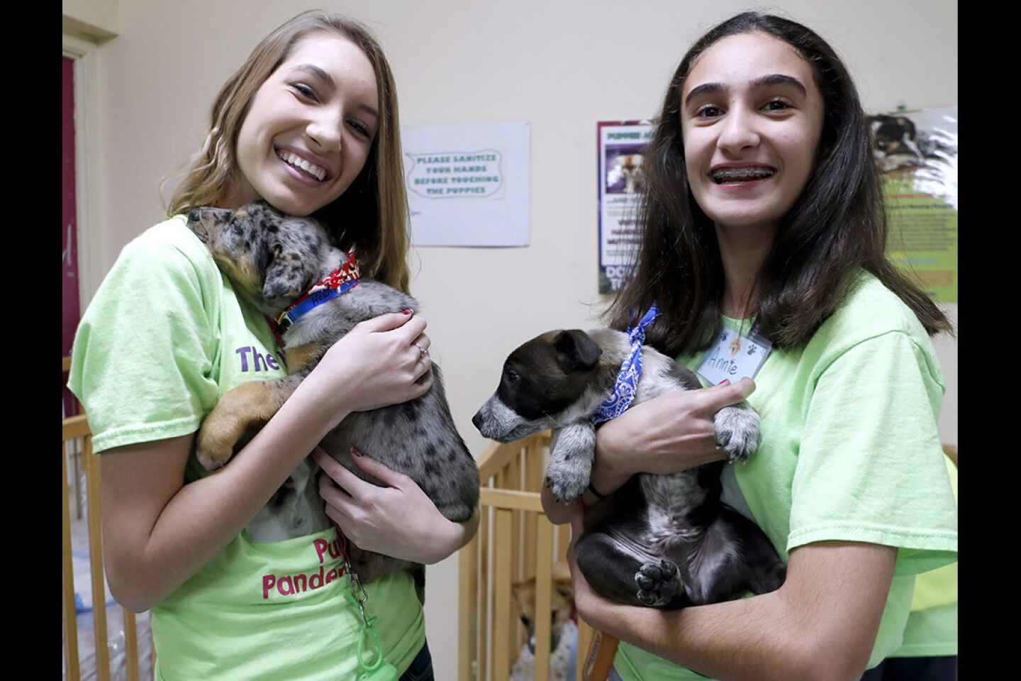 Photo Gallery: Muttshack Animal Rescue and Petco Burbank hold puppy adoption event