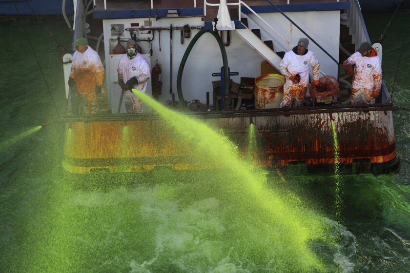 Crews on boats begin dumping green dye into The Chicago River on Saturday, March 13, 2021 in Chicago. The river has been dyed a bright shade of green ahead of St. Patrick’s Day, after Mayor Lori Lightfoot reversed an earlier decision not to tint the waterway for second year because of the coronavirus pandemic. (Abel Uribe /Chicago Tribune via AP)